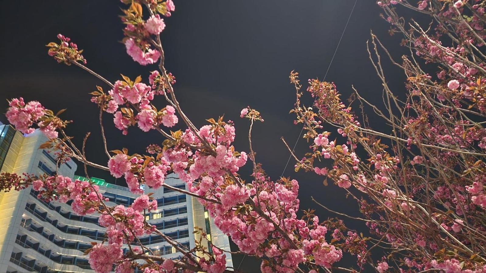 Sl Hotel Gangneung Exterior photo